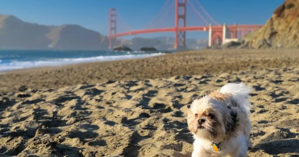 Baker Beach dog Park