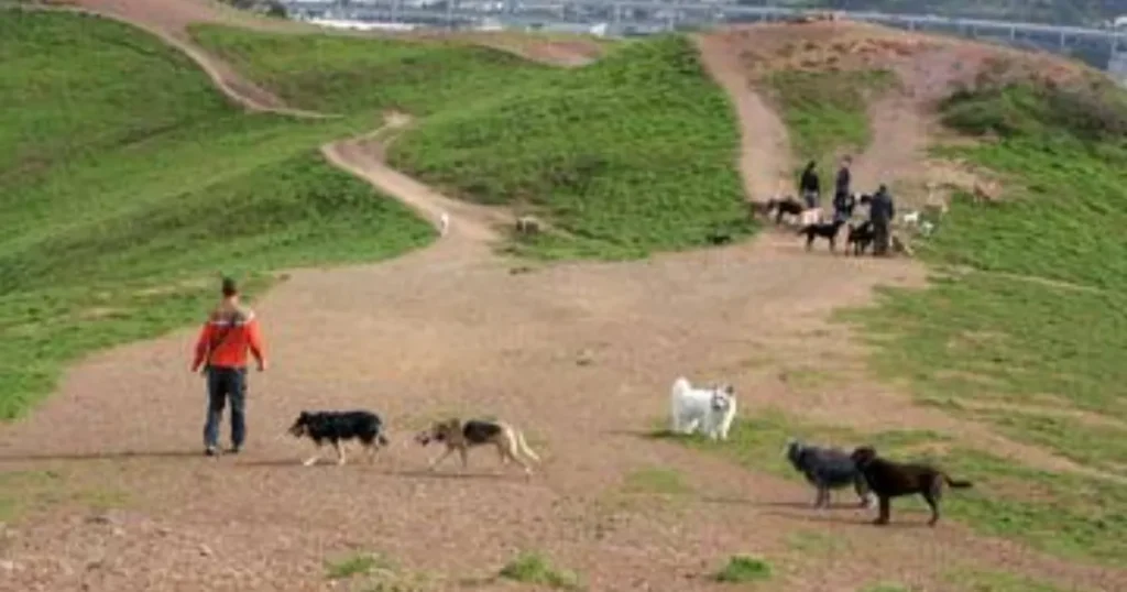 Bernal Heights Park dog