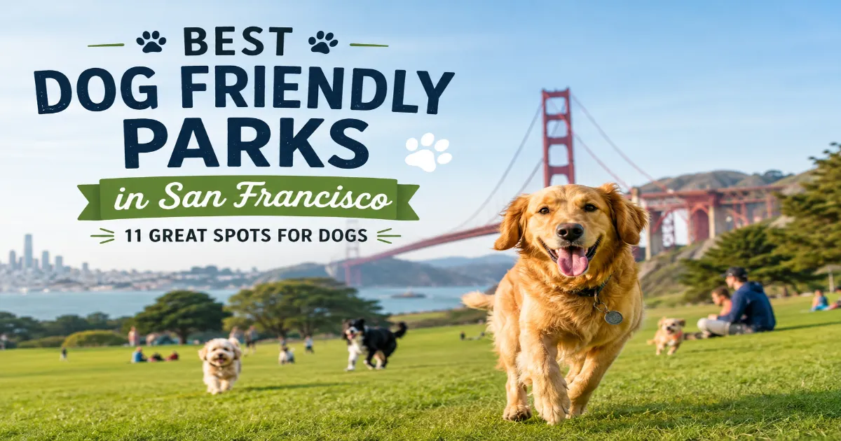 Best Dog Friendly Parks in San Francisco