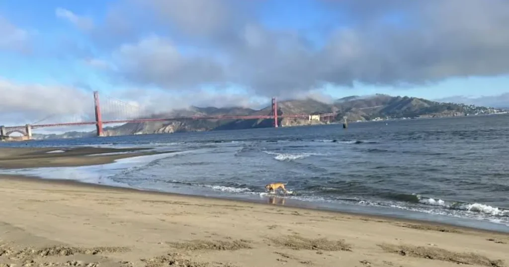 Crissy Field dog Park