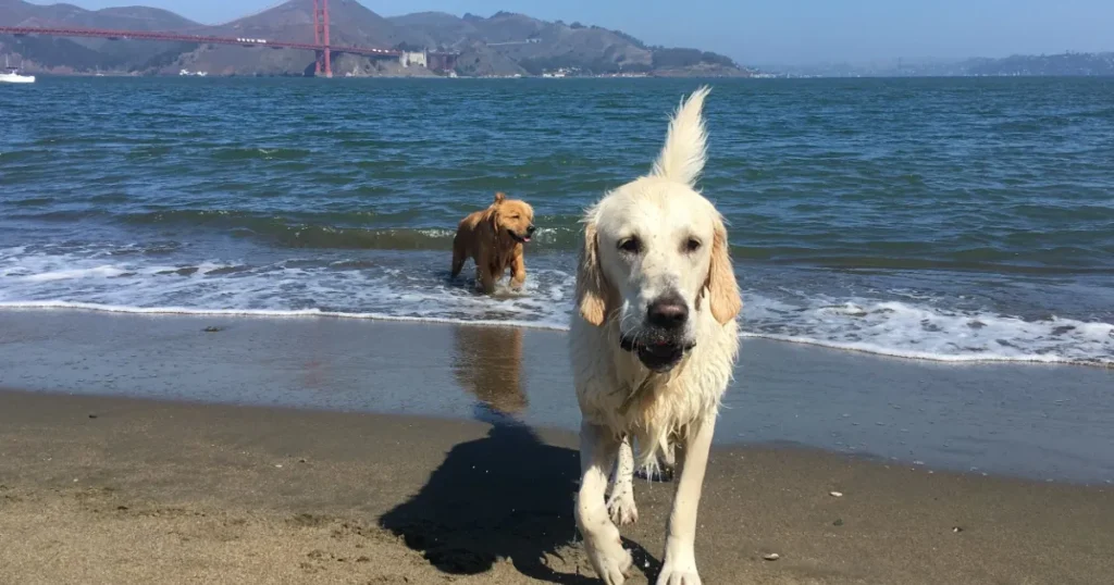 Dog Friendly Beaches Near San Francisco: Best Places to Visit With a Dog Crissy Field with dog