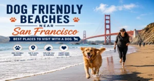 Dog-Friendly Beaches Near San Francisco