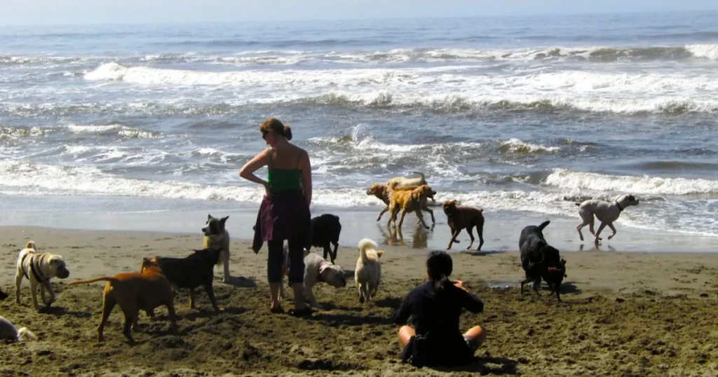 Dog Friendly Beaches Near San Francisco: Best Places to Visit With a Dog Fort Funston with dog