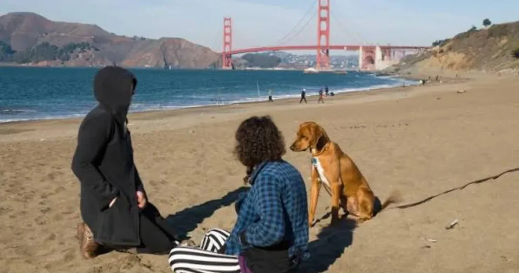 Golden Gate Park Dog