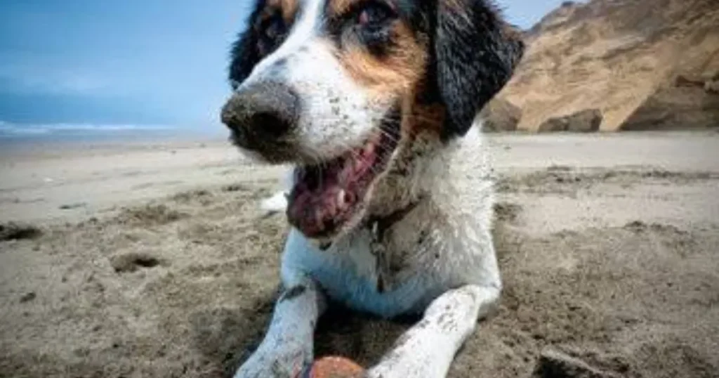 Dog Friendly Beaches Near San Francisco: Best Places to Visit With a Dog Lands End with dog