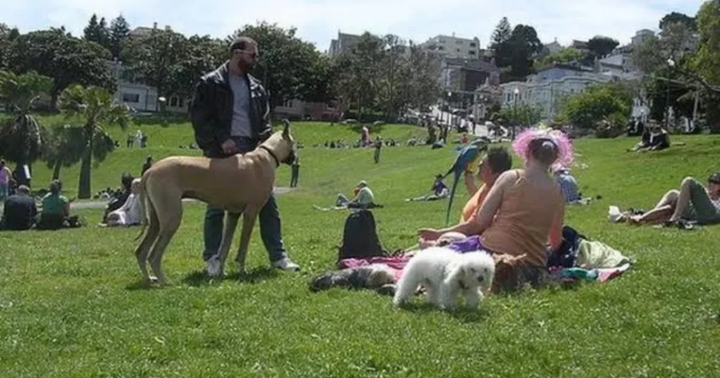 Mission Dolores Park with dog