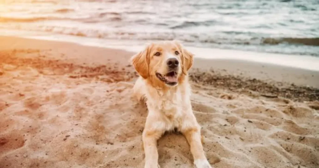Dog Friendly Beaches Near San Francisco: Best Places to Visit With a Dog Muir Beach with dog