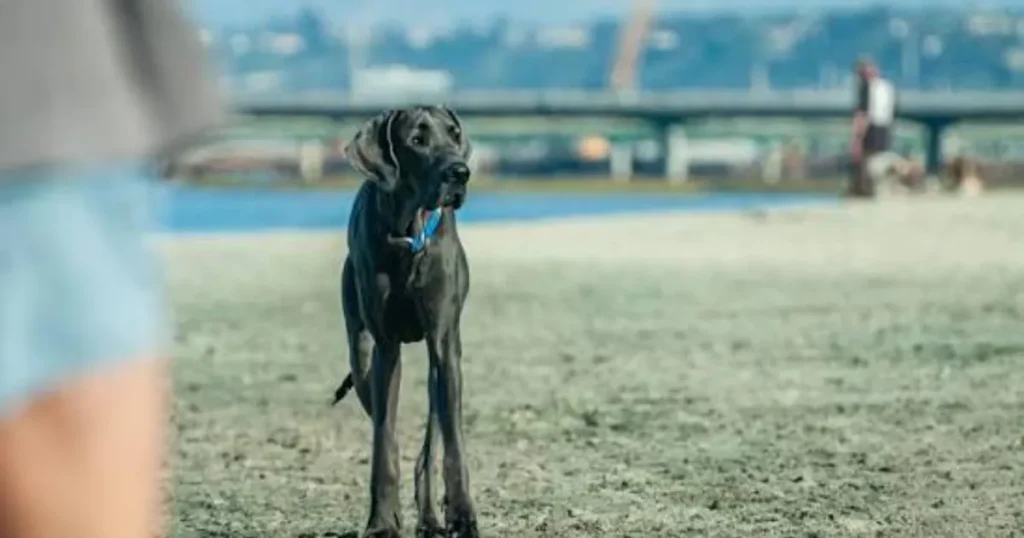 Dog Friendly Beaches Near San Francisco: Best Places to Visit With a Dog Ocean Beach with dog