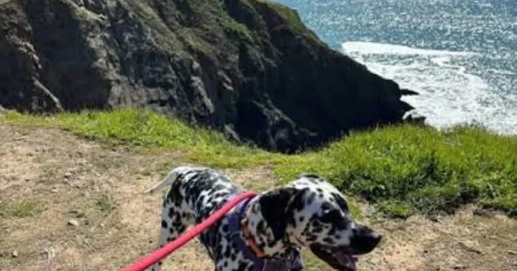 Dog Friendly Beaches Near San Francisco: Best Places to Visit With a Dog Rodeo Beach with dog