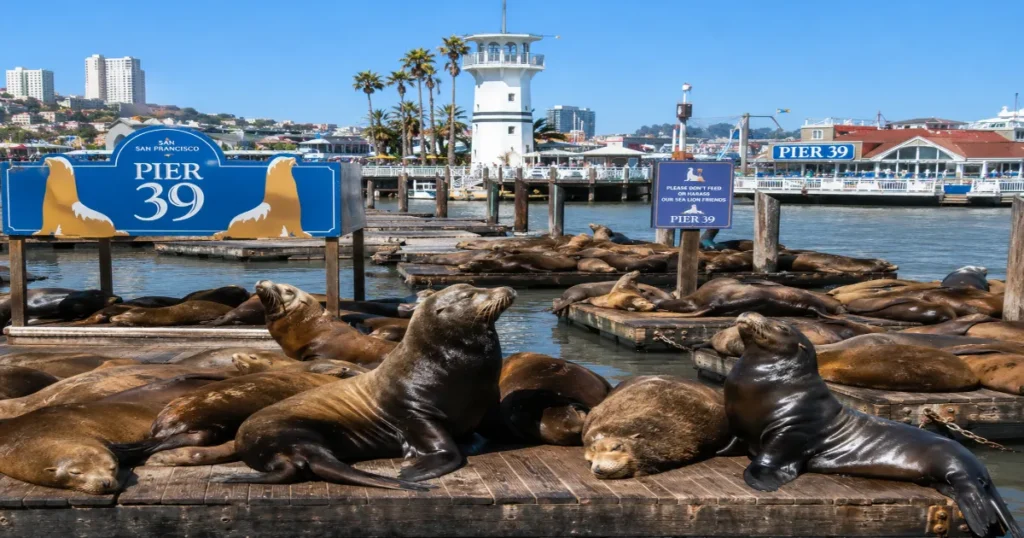 Sea Lions at Pier 39